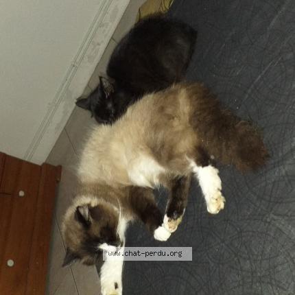 Photo 1/1 Chat retrouvé Perdu à Saone