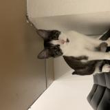 Photo de chat trouvé à Cugnaux