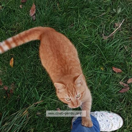 Photo 1/1 Chat retrouvé Perdu à Nersac