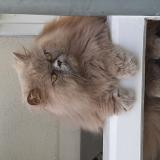 Photo de chat perdu à Sceaux