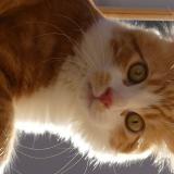 Photo de chat perdu à Carros