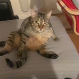 Photo de chat perdu à Beaumont Sur Oise