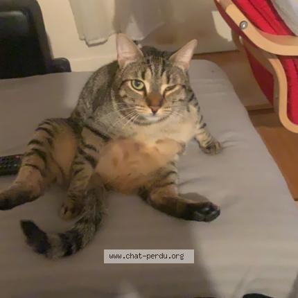 Photo de chat perdu à Beaumont Sur Oise