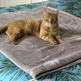 Photo de chat perdu à Soisy Sur Seine