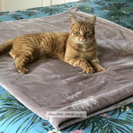 Photo 1/1 Chat retrouvé Perdu à Soisy Sur Seine