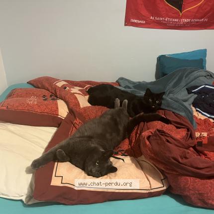Photo de chat perdu à La Malhoure