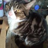 Photo de chat trouvé à Ploufragan