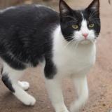 Photo de chat trouvé à La Genetouze