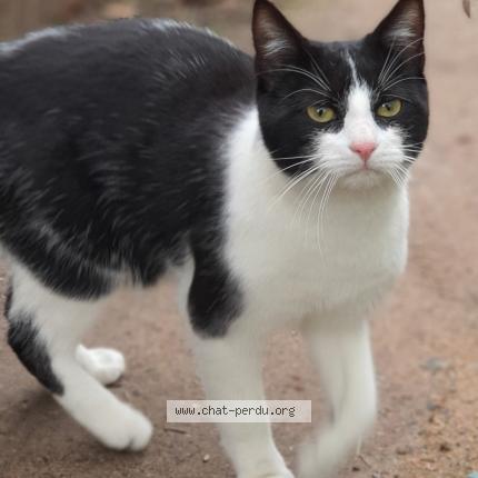 Photo 1/1 Chat retrouvé Trouvé à La genetouze