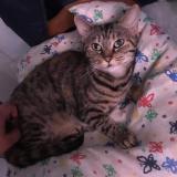 Photo de chat perdu à Saint Paterne Racan