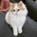 Photo de chat perdu à Orleans