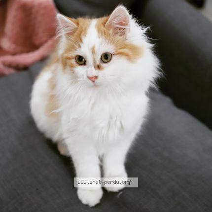 Photo 1/1 Chat retrouvé Perdu à Orleans