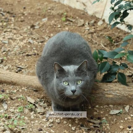 Photo 1/1 Chat retrouvé Perdu à Sanary