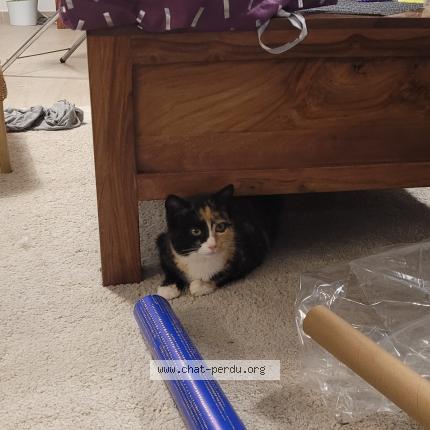 Photo 1/1 Bibou Chat perdu à Grenoble