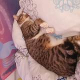 Photo de chat perdu à 84150 Jonquieres