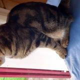 Photo de chat perdu à Notre Dame De Bondeville