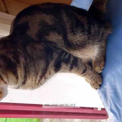 Photo de chat perdu à Notre Dame De Bondeville