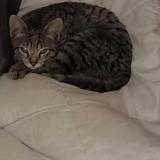 Photo de chat perdu à Carcassonne