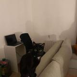 Photo de chat perdu à Pontoise