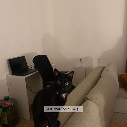 Photo 1/1 Chat retrouvé Perdu à Pontoise