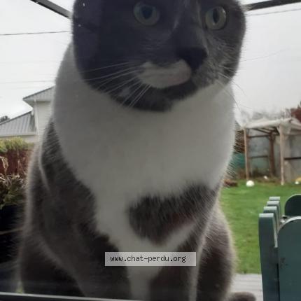 Photo de chat perdu à Saint Pierre En Faucigny