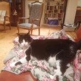 Photo de chat perdu à Begles