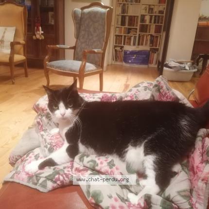 Photo 1/1 Chat retrouvé Perdu à Begles