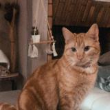 Photo de chat perdu à Flers