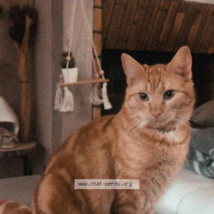 Photo de chat perdu à Flers