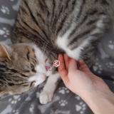 Photo de chat perdu à Epone