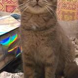 Photo de chat perdu à Nizas