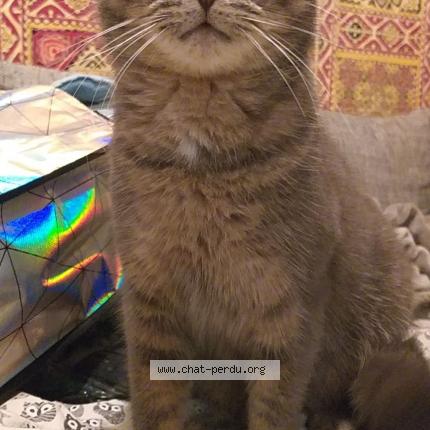 Photo de chat perdu à Nizas