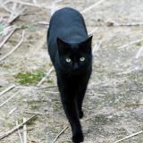 Photo de chat perdu à Rennes