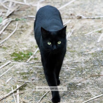 Photo de chat perdu à Rennes