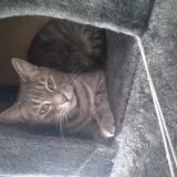 Photo de chat perdu à Orbeil