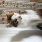 Photo de chat perdu à Malakoff