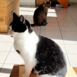 Photo de chat perdu à Les Ollieres