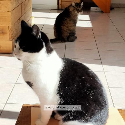 Photo 1/1 Chat retrouvé Perdu à Les Ollieres