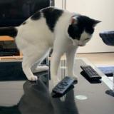 Photo de chat perdu à Melun