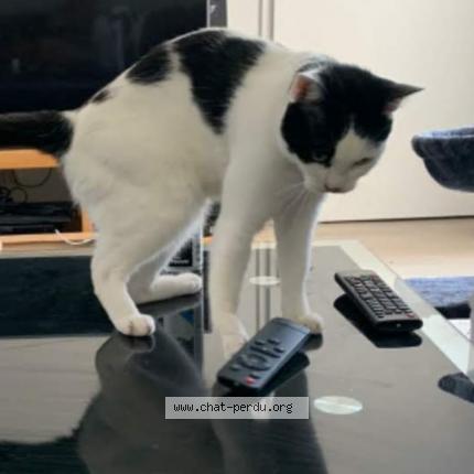 Photo 1/1 Chat retrouvé Perdu à Melun