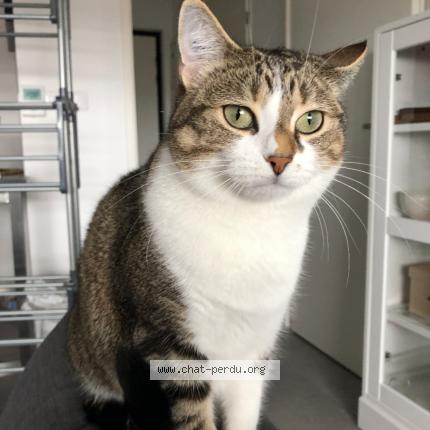 Photo 1/1 Chat retrouvé Perdu à Toulouse