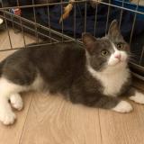 Photo de chat perdu à Neyron