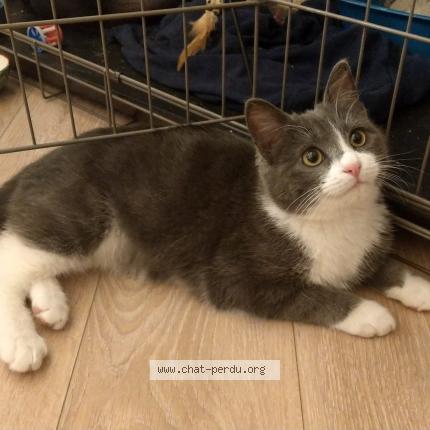 Photo 1/1 Chat retrouvé Perdu à Vaux En Velin