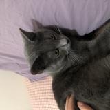 Photo de chat perdu à Paris