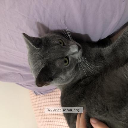 Photo 1/1 Chat retrouvé Perdu à Paris