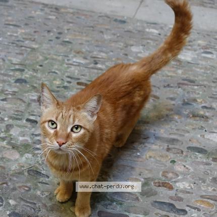 Photo 1/1 Chat retrouvé Trouvé à Pezenas