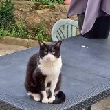 Photo de chat perdu à Saulx Les Chartreux