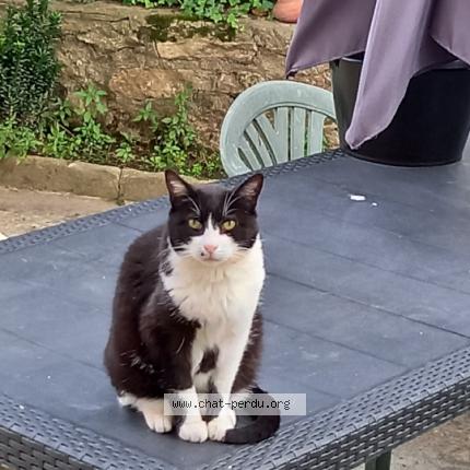 Photo 1/1 Chat retrouvé Perdu à Saulx Les Chartreux