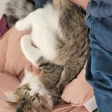 Photo de chat perdu à Saint Julien Les Villas