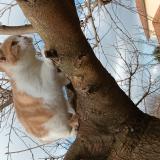 Photo de chat trouvé à Villemoirieu